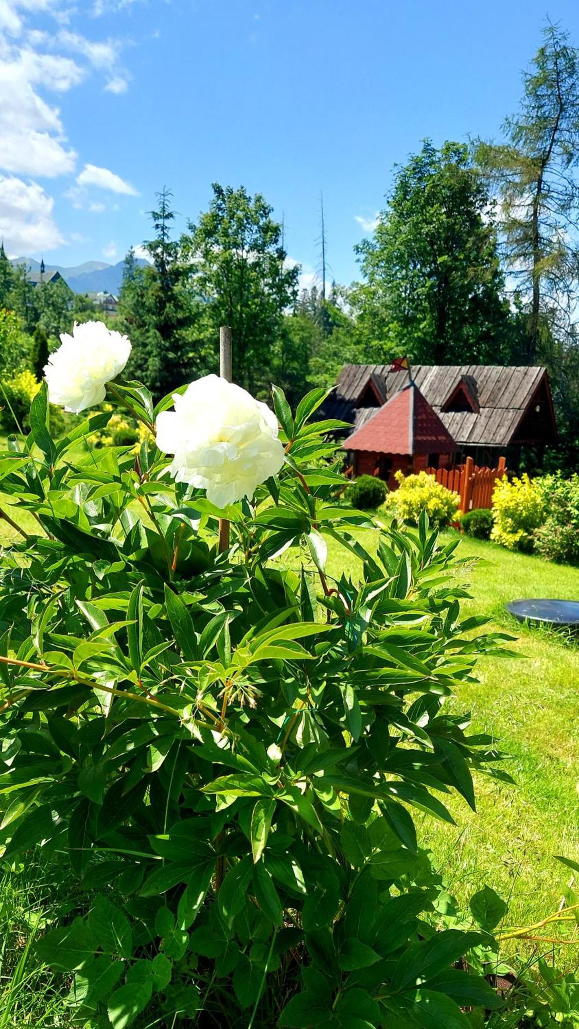 Willa Posrednia Zakopane Kültér fotó